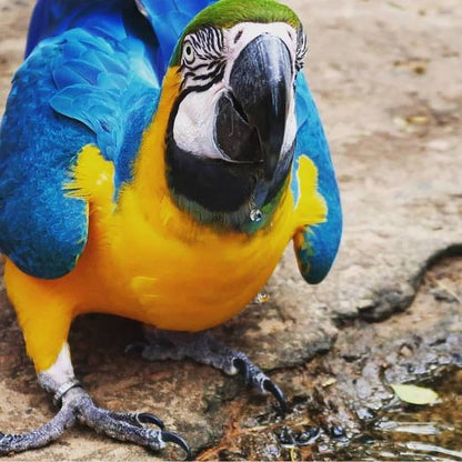 PARQUE DAS AVES
