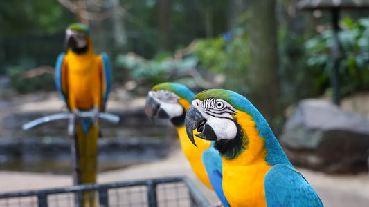 PARQUE DAS AVES